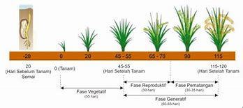 Berapa Umur Padi M 70 D